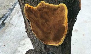 野生桑树桑黄的辨别 野生桑树桑黄的辨别