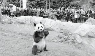 日本推迟送回大熊猫