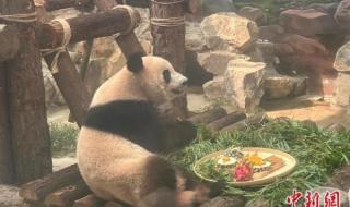杭州动物园这只熊火了 杭州动物园这只熊火了