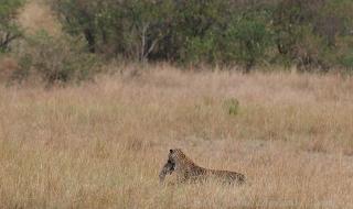 动物世界狮子与鬣狗