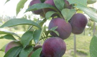 朱砂是哪里的特产 朱砂是哪里的特产